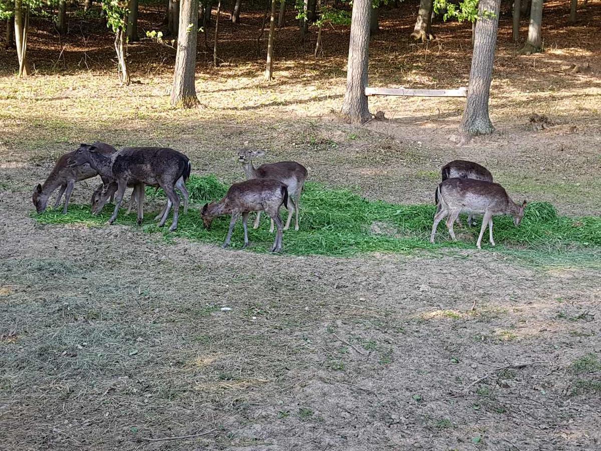 Etno Domacinstvo Milenkovic Villa Despotovac Luaran gambar